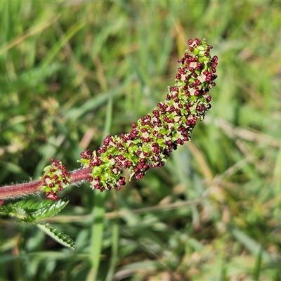 Acaena x ovina (Sheep's Burr) at Weetangera, ACT - 6 Oct 2024 by sangio7