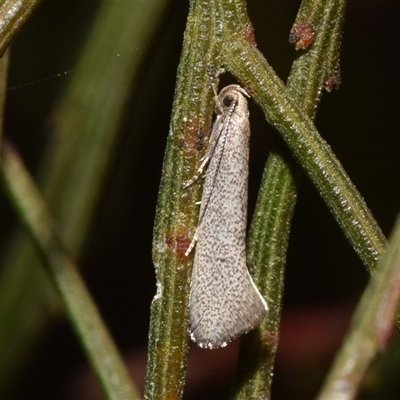 Orescoa orites (A concealer moth) at Karabar, NSW - 7 Oct 2024 by DianneClarke