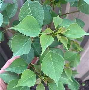 Homalanthus populifolius at Mayfield, NSW - 7 Oct 2024