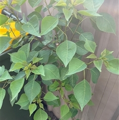 Homalanthus populifolius at Mayfield, NSW - 7 Oct 2024