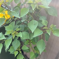 Homalanthus populifolius at Mayfield, NSW - 7 Oct 2024 04:36 PM