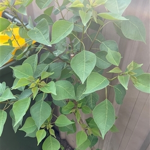 Homalanthus populifolius at Mayfield, NSW - 7 Oct 2024