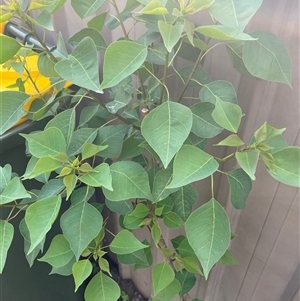 Homalanthus populifolius at Mayfield, NSW - 7 Oct 2024 04:36 PM