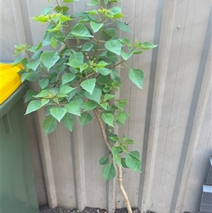 Homalanthus populifolius at Mayfield, NSW - 7 Oct 2024