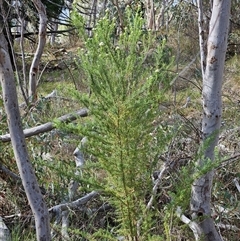 Cassinia aculeata subsp. aculeata at Weetangera, ACT - 6 Oct 2024