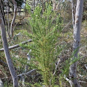 Cassinia aculeata subsp. aculeata at Weetangera, ACT - 6 Oct 2024 04:02 PM