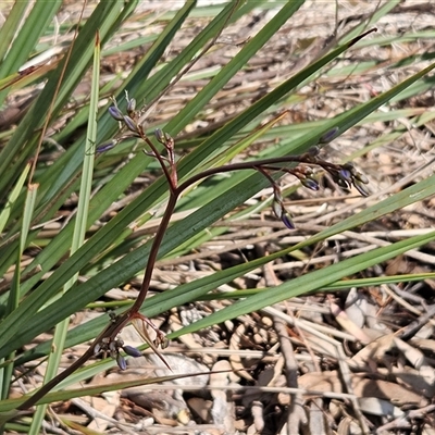 Dianella revoluta var. revoluta (Black-Anther Flax Lily) at Weetangera, ACT - 6 Oct 2024 by sangio7