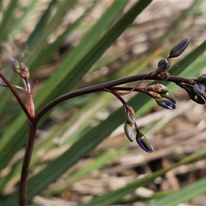 Dianella revoluta var. revoluta at Weetangera, ACT - 6 Oct 2024