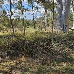 Dianella revoluta var. revoluta at Weetangera, ACT - 6 Oct 2024