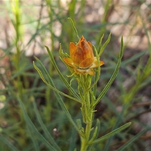 Xerochrysum viscosum at Weetangera, ACT - 6 Oct 2024