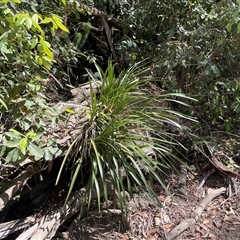 Cymbidium suave (Snake Orchid) at Pointer Mountain, NSW - 7 Oct 2024 by Clarel