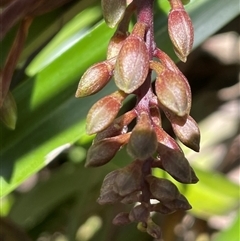 Cymbidium suave at Pointer Mountain, NSW - suppressed