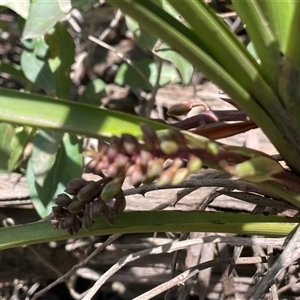 Cymbidium suave at Pointer Mountain, NSW - 7 Oct 2024