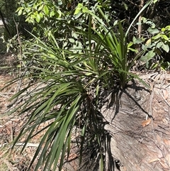 Cymbidium suave at Pointer Mountain, NSW - 7 Oct 2024