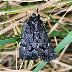 Neumichtis nigerrima (Black Turnip Moth) at Braidwood, NSW - 7 Oct 2024 by MatthewFrawley