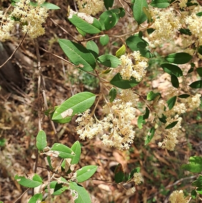 Pomaderris andromedifolia subsp. andromedifolia (Andromeda Pomaderris) at Williamsdale, NSW - 6 Oct 2024 by LPadg