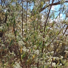 Olearia lirata (Snowy Daisybush) at Kambah, ACT - 6 Oct 2024 by LPadg