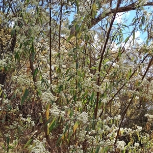 Olearia lirata at Kambah, ACT - 6 Oct 2024