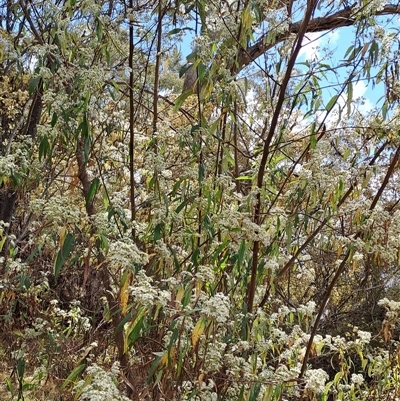 Olearia lirata (Snowy Daisybush) at Kambah, ACT - 6 Oct 2024 by LPadg