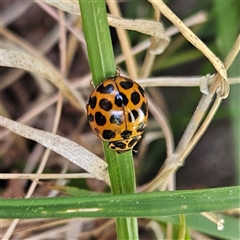 Harmonia conformis (Common Spotted Ladybird) at Braidwood, NSW - 7 Oct 2024 by MatthewFrawley