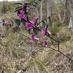 Indigofera australis subsp. australis (Australian Indigo) at Aranda, ACT - 7 Oct 2024 by Jennybach