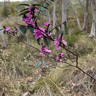 Indigofera australis subsp. australis (Australian Indigo) at Aranda, ACT - 7 Oct 2024 by Jennybach