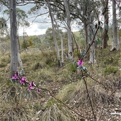 Indigofera australis subsp. australis at Aranda, ACT - 7 Oct 2024