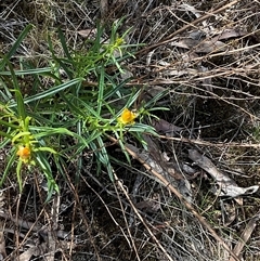 Xerochrysum viscosum at Yarralumla, ACT - 7 Oct 2024 11:12 AM