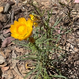 Xerochrysum viscosum at Yarralumla, ACT - 7 Oct 2024