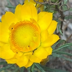 Xerochrysum viscosum at Yarralumla, ACT - 7 Oct 2024 11:12 AM