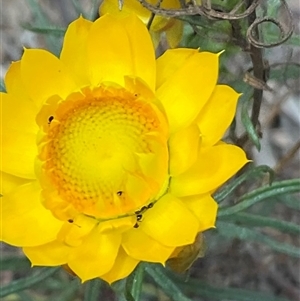 Xerochrysum viscosum at Yarralumla, ACT - 7 Oct 2024