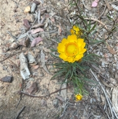 Xerochrysum viscosum at Yarralumla, ACT - 7 Oct 2024 11:12 AM