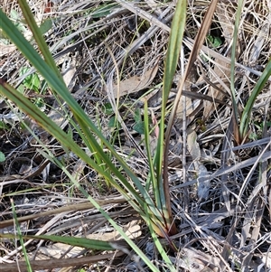 Dianella revoluta var. revoluta at Weetangera, ACT - 6 Oct 2024