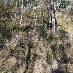 Dianella revoluta var. revoluta at Weetangera, ACT - 6 Oct 2024