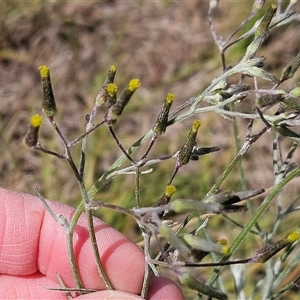 Senecio quadridentatus at Weetangera, ACT - 6 Oct 2024 04:18 PM