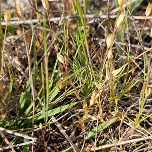 Moenchia erecta at Weetangera, ACT - 6 Oct 2024