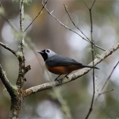 Monarcha melanopsis (Black-faced Monarch) at Budawang, NSW - 7 Oct 2024 by Csteele4