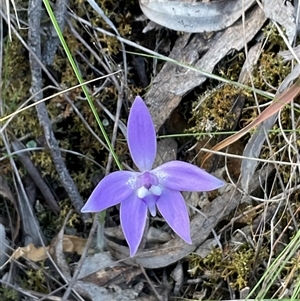 Glossodia major at Aranda, ACT - 7 Oct 2024