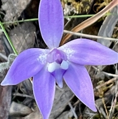 Glossodia major at Aranda, ACT - 7 Oct 2024