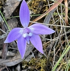 Glossodia major at Aranda, ACT - suppressed