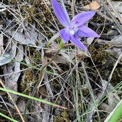 Glossodia major at Aranda, ACT - 7 Oct 2024