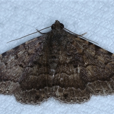 Diatenes aglossoides (An Erebid Moth) at Bulli, NSW - 5 Oct 2024 by jb2602