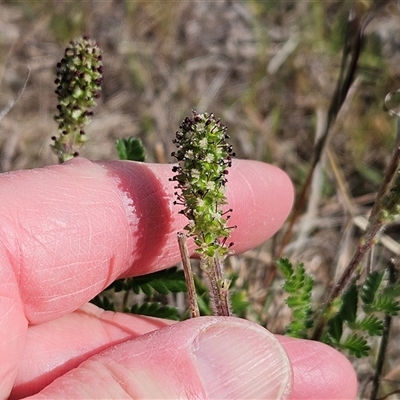 Acaena x ovina (Sheep's Burr) at Weetangera, ACT - 6 Oct 2024 by sangio7