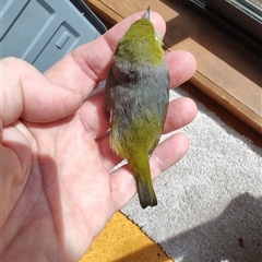 Zosterops lateralis (Silvereye) at Greenleigh, NSW - 27 Sep 2024 by LyndalT