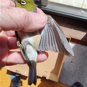 Zosterops lateralis at Greenleigh, NSW - 27 Sep 2024