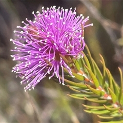 Kunzea capitata at Porters Creek, NSW - 7 Oct 2024 by Clarel
