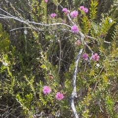 Melaleuca squamea at Porters Creek, NSW - 7 Oct 2024 05:01 PM