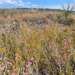 Melaleuca squamea at Porters Creek, NSW - 7 Oct 2024 05:01 PM