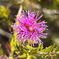 Melaleuca squamea at Porters Creek, NSW - 7 Oct 2024 05:01 PM