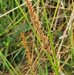 Carex appressa at Weetangera, ACT - 6 Oct 2024